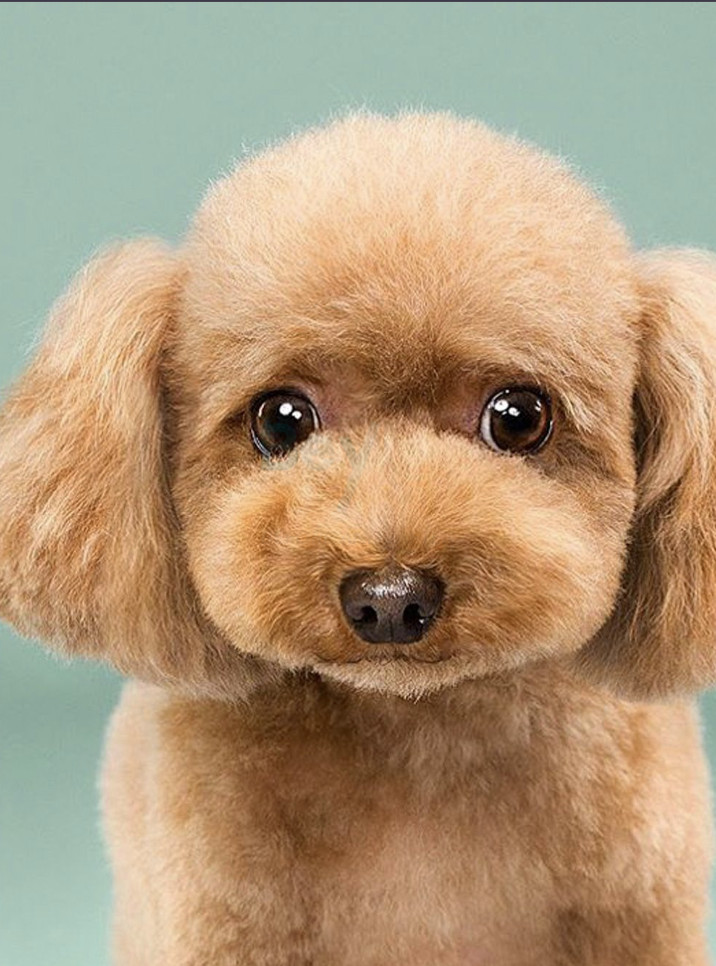 Après - nouvelle coiffure pour chien Look & soin animal