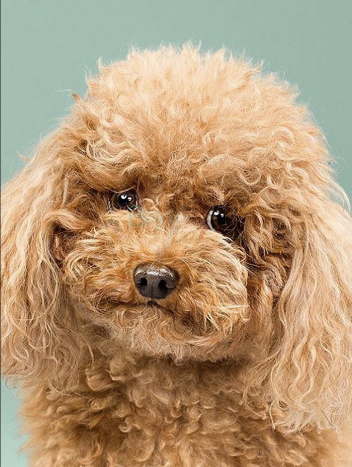 Avant - nouvelle coiffure pour chien Look & soin animal